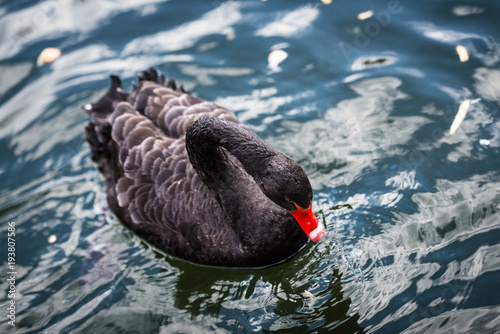 Black Swan in Campo Grande park in Valladolid