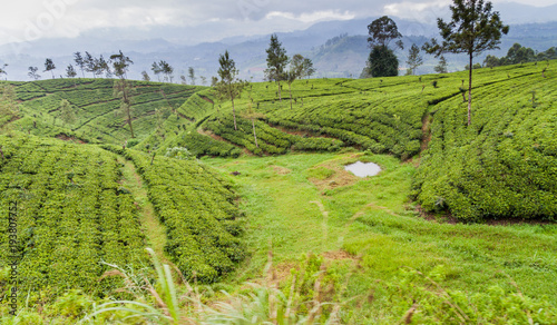 Tea gardens near Nanu Oya village, Sri Lanka