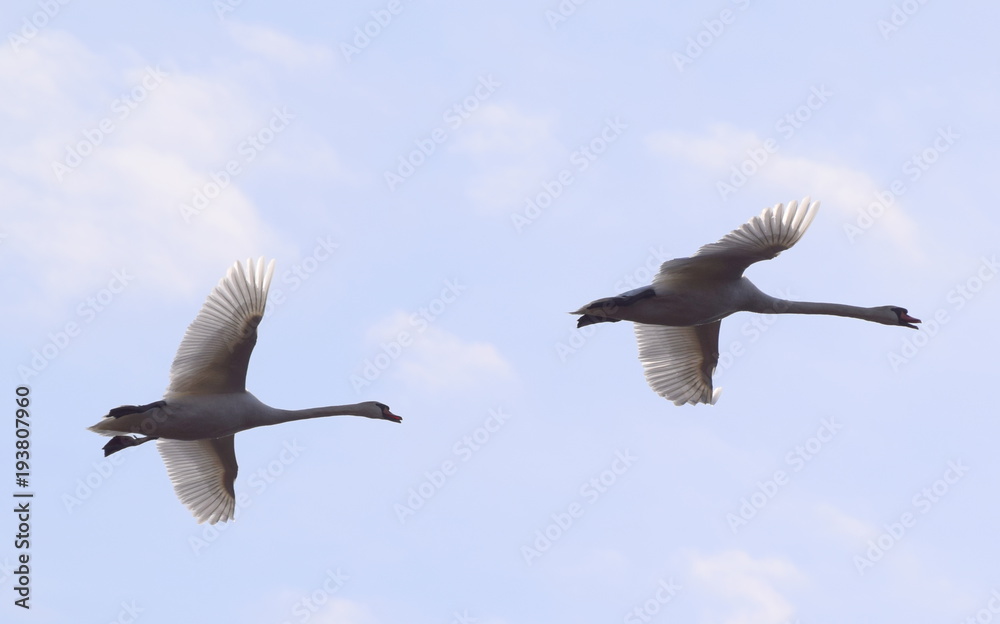 Obraz premium Two Swan Flying Overhead 