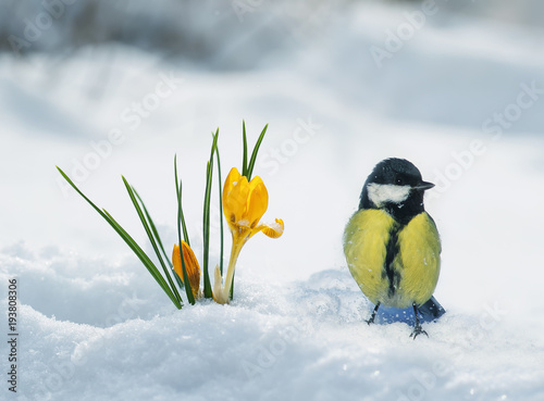 spring card with a tit flies to yellow snowdrops making their way in March