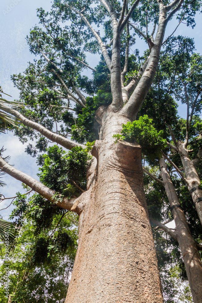 Fototapeta premium Agathis robusta in Royal Botanic Gardens near Kandy, Sri Lanka
