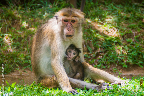 Macaque mother breastfeeding its baby in Kandy, Sri Lanka
