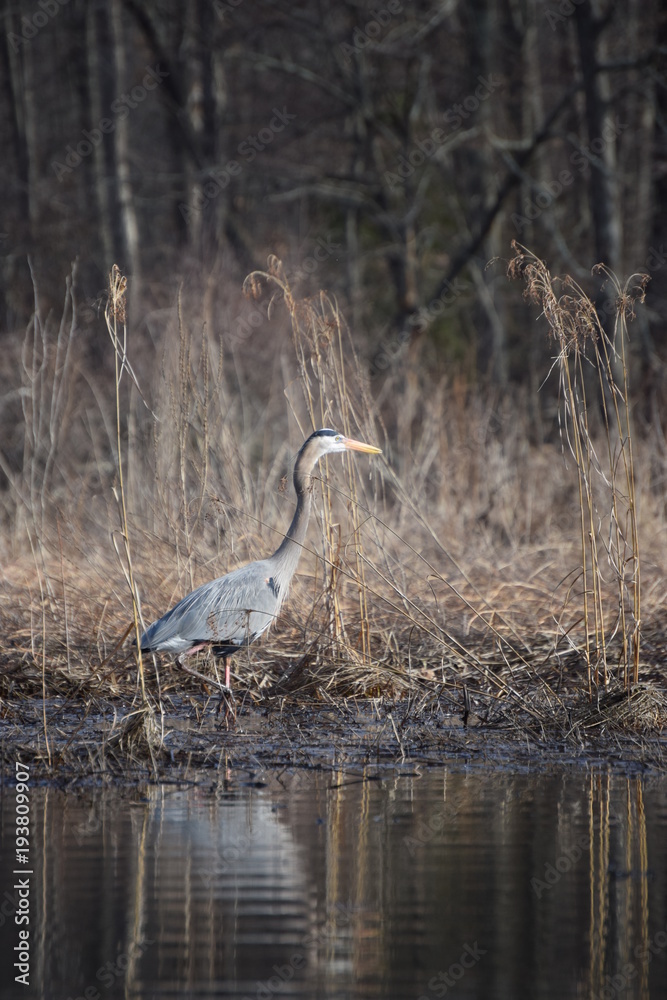 Naklejka premium Great Blue Heron