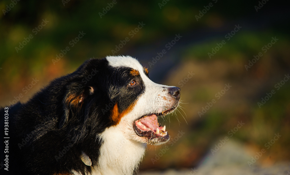 Bernese Mountain Dog outdoor portrait
