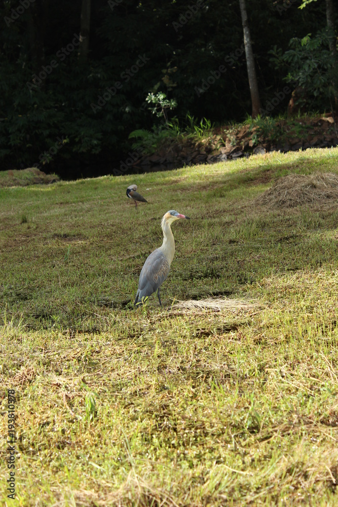 Fototapeta premium focus bird