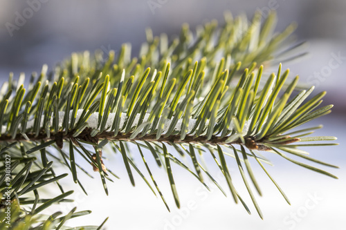 Snow Covered Pine Tree Branches Close Up. frozen fir tree branch, closeup