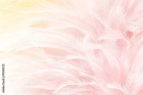 Beautiful pink colors tone feather with orange light texture background,trends color