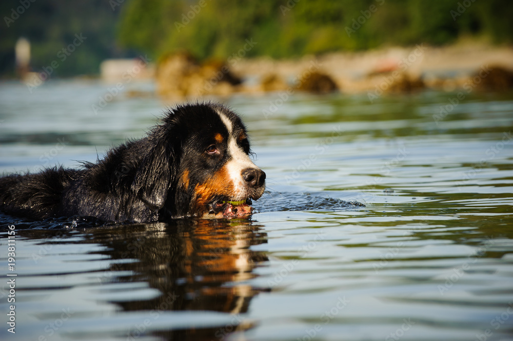 Bernese Mountain Dog outdoor portrait swimming in water Bernese Mountain Dog outdoor portrait swimming in water
