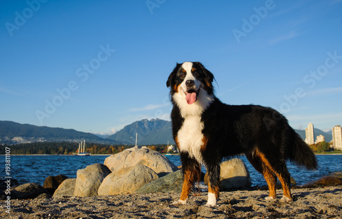 Bernese Mountain Dog outdoor portrait standing on beach with blue sky