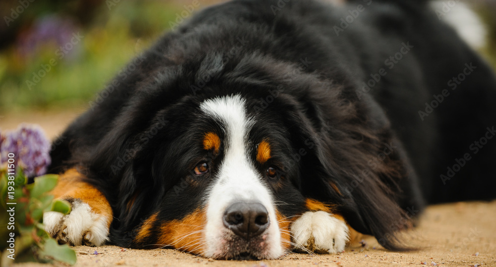 Bernese Mountain Dog outdoor portrait with head on ground