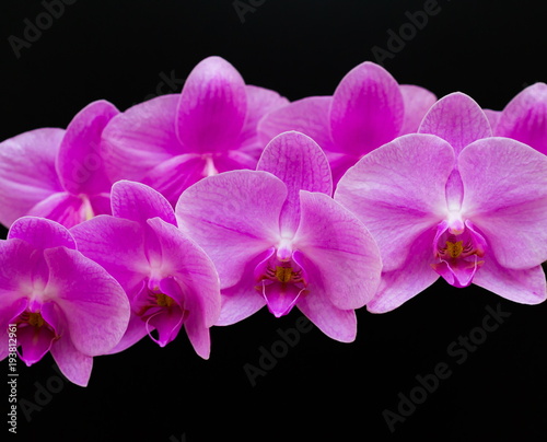 Flowers. Pink orchids. Black background