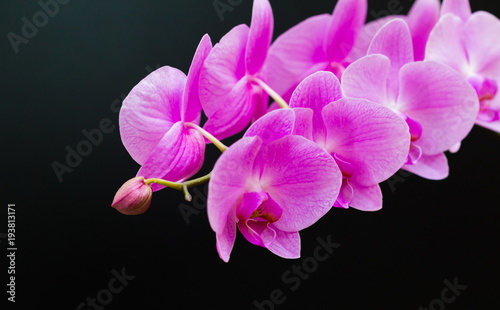 Flowers. Pink orchids. Black background