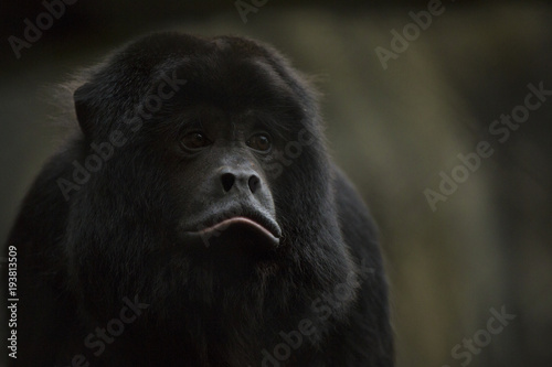 Foto Morose Monkey