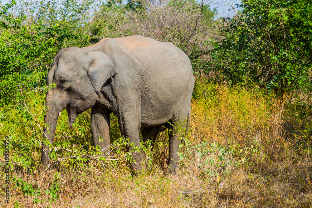 Sri Lankan elephant (Elephas maximus maximus) in Uda Walawe National Park, Sri Lanka