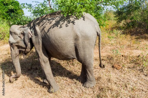 Sri Lankan elephant (Elephas maximus maximus) in Udawalawe National Park, Sri Lanka photo