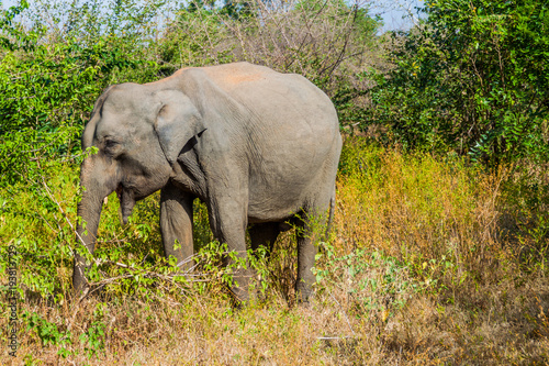 Sri Lankan elephant  Elephas maximus maximus  in Uda Walawe National Park  Sri Lanka