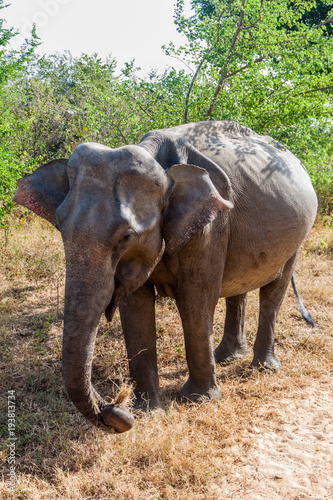 Sri Lankan elephant (Elephas maximus maximus) in Udawalawe National Park, Sri Lanka photo