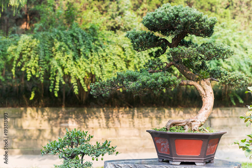 Bonsai tree in a pot on a rock, China