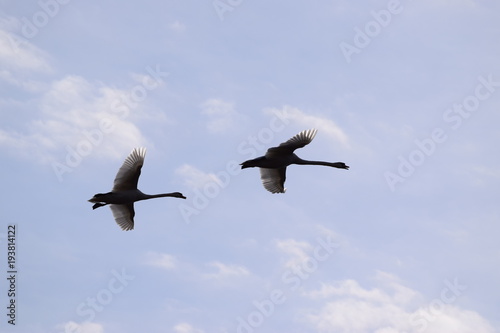 Swan Couple Flying