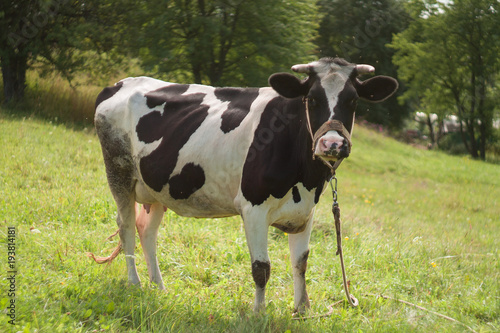 Funny cow on a green summer meadow. Blurred background