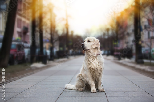 A beautiful, cute golden retriever dog sitting on a sidewalk in a park on a cloudy winter day photo