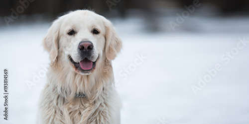A beautiful, cute and cuddly golden retriever dog sitting in a park on a cloudy winter day photo