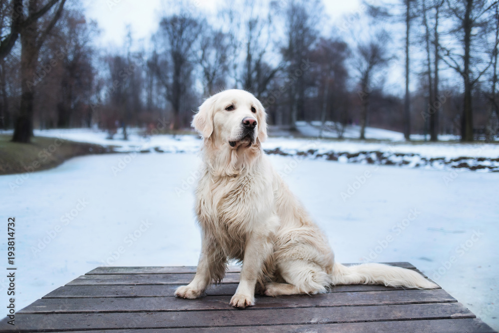 A beautiful, cute and cuddly golden retriever dog sitting in a pier in a park. Cloudy winter day