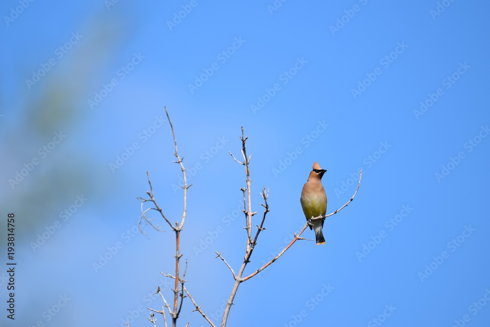 Cedar Waxwing