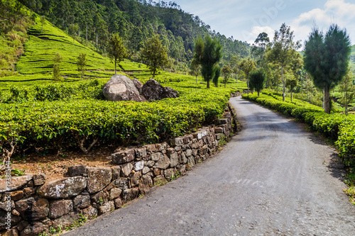 Road through tea plantations in mountains near Haputale, Sri Lanka photo