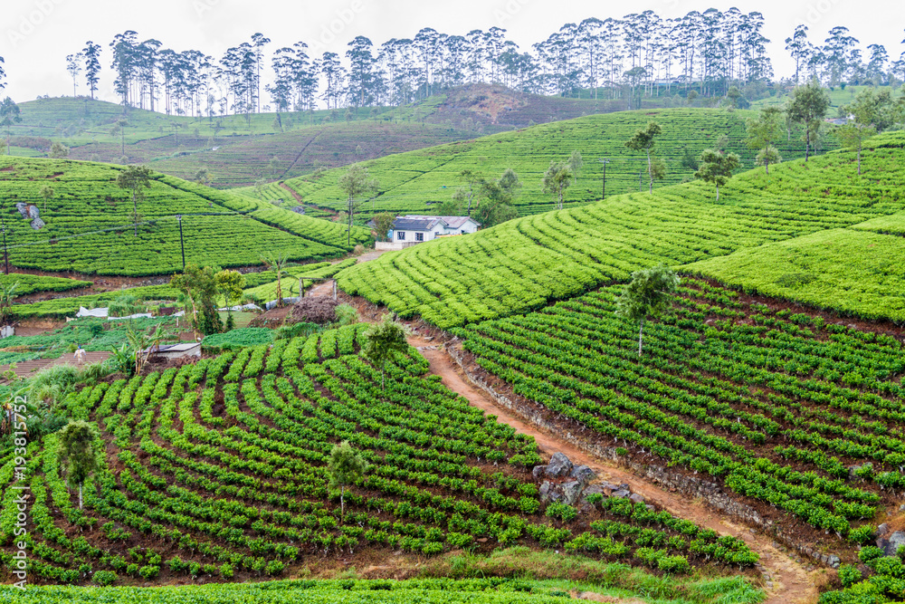 Tea gardens near Bandara Eliya settlement, Sri Lanka