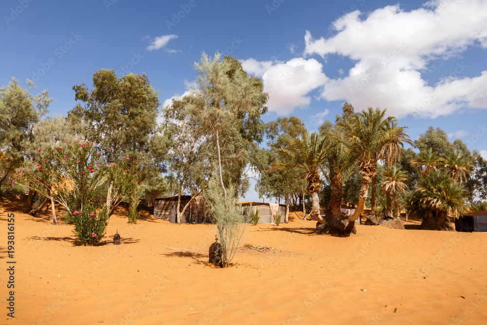 green trees in oasis in the Sahara desert, Morocco green trees in oasis in the Sahara desert, Morocco