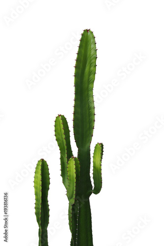 Ornamental spiny plant with green succulent stems of cactus isolated on white background, clipping path included Fototapet
