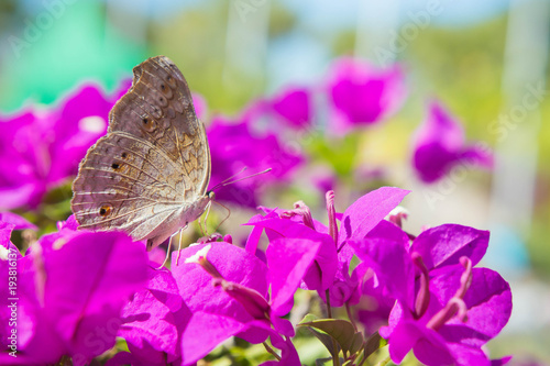 Insect butterfly in pink flower garden.