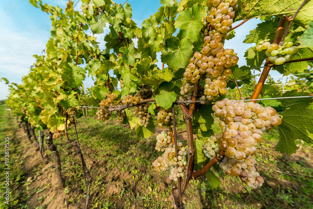 Fototapeta premium Grapes of white vine on vineyeard