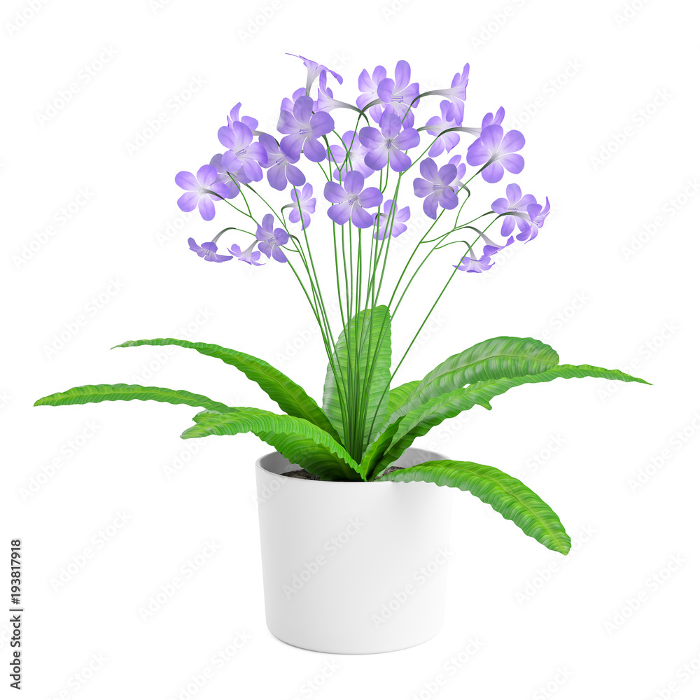Decorative purple streptocarpus flowers planted in white ceramic pot, isolated on white background. 3D Rendering, Illustration. Decorative purple streptocarpus flowers planted in white ceramic pot, isolated on white background. 3D Rendering, Illustration.