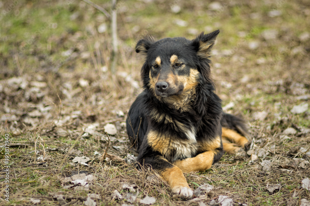 Portrait of black stray dog with reddish spots lying on the ground at early spring season Portrait of black stray dog with reddish spots lying on the ground at early spring season