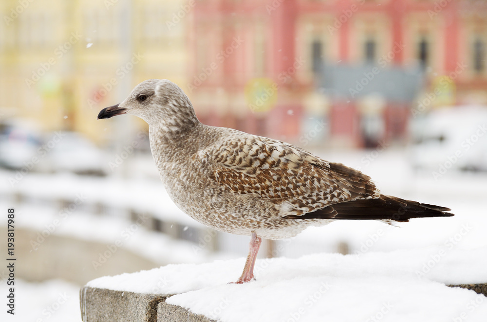 A large Seagull sits on the railing of the bridge. A large Seagull sits on the railing of the bridge.