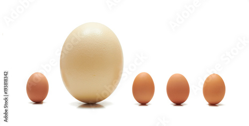 Big ostrich egg among chicken ones in the row