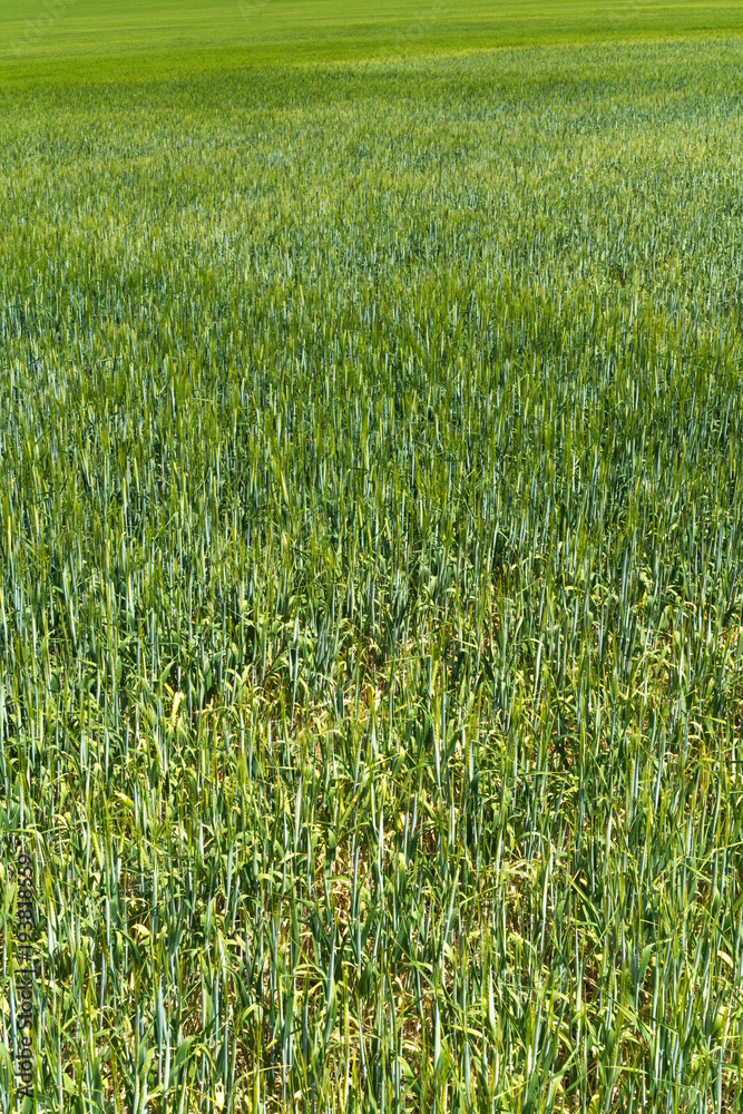 A view of a spring field full of green barley
