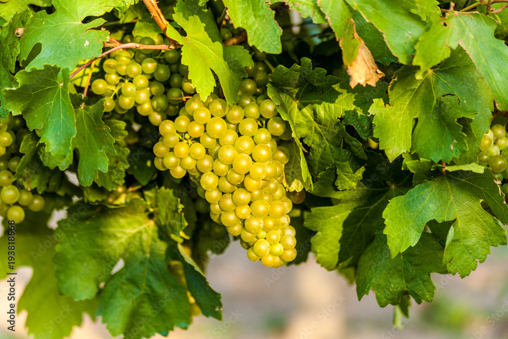 Grapes of white vine on vineyeard Grapes of white vine on vineyeard