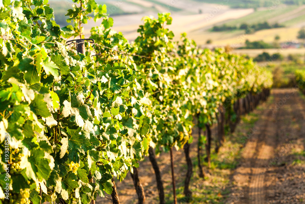 Grapes of red vine on vineyeard