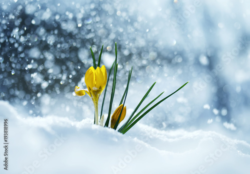 greeting card with festive bright yellow flowers snowdrop  make their way int...