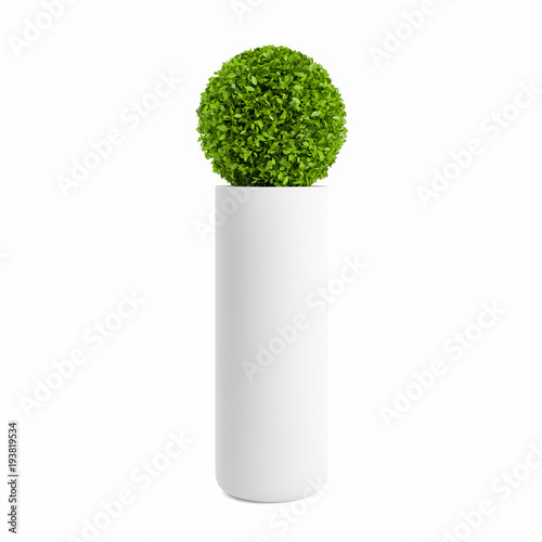 Decorative Boxwood tree planted ceramic pot isolated on white background. 3D Rendering, Illustration.