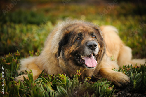 Leonberger dog outdoor portrait lying down in field 