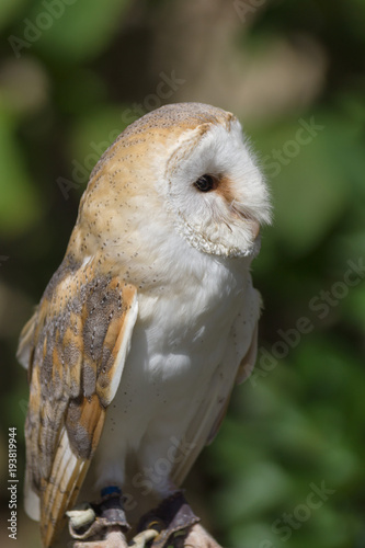 Common or Western Barn Owl latin name Tyto Alba a nocturnal bird of prey found throughout Europe and North Africa
