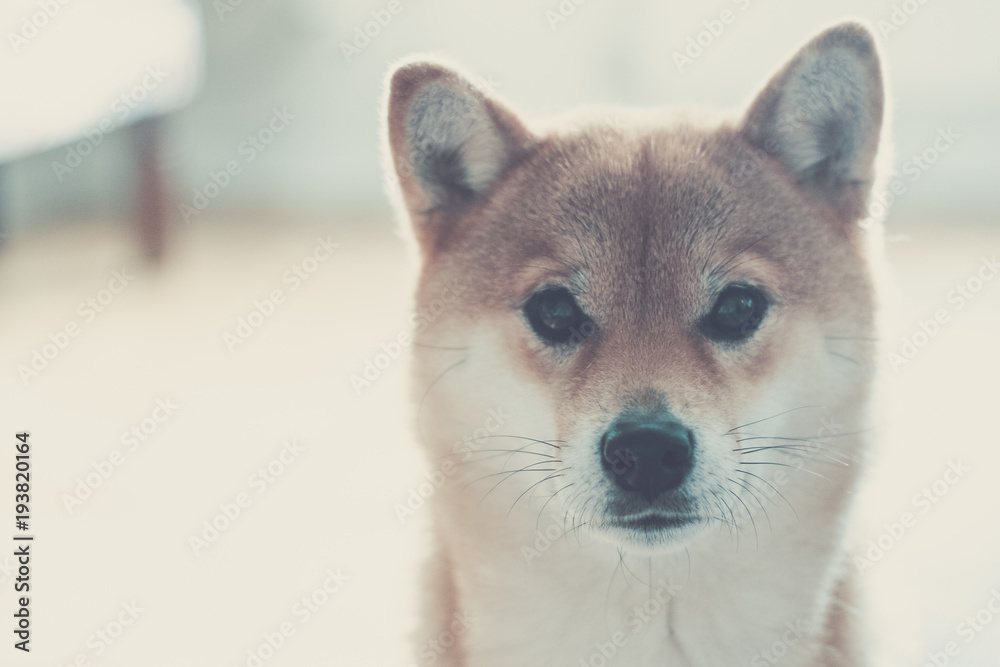 Shiba pedigree cheap