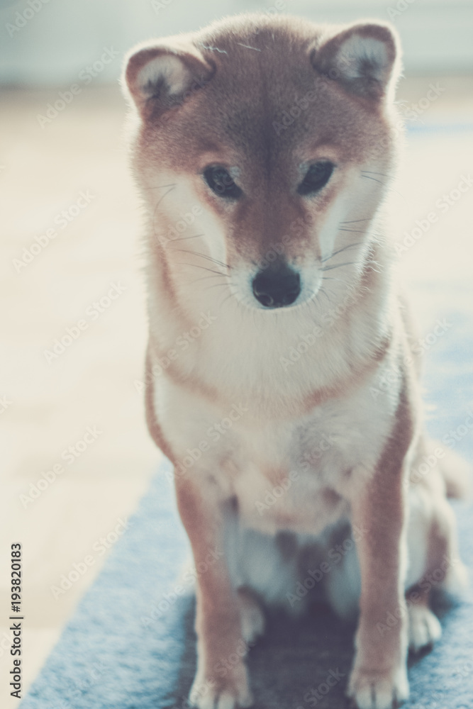 Shiba pedigree sales