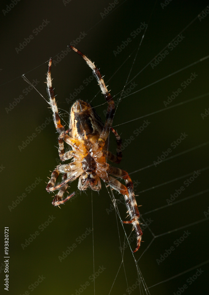 Spider web repair Spider web repair
