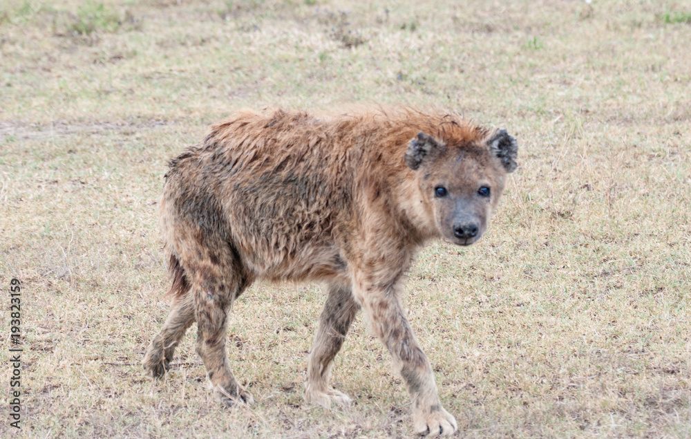 Hyena seen on Safari in Tanzania, Africa Hyena seen on Safari in Tanzania, Africa