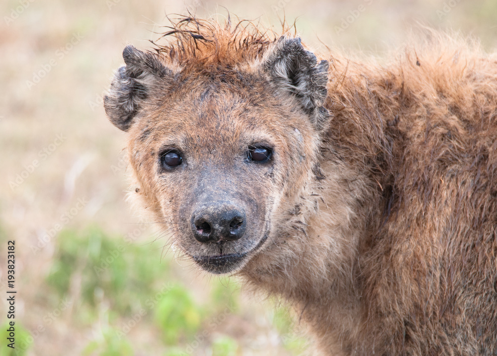 Hyena in Tanzania